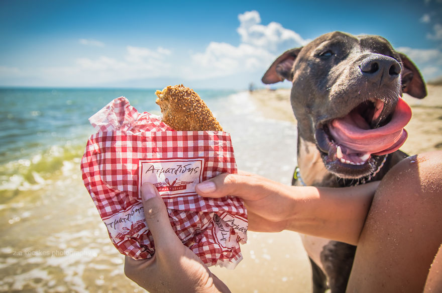 Ismerd meg Alfiet, a világjáró magyar kutyát!