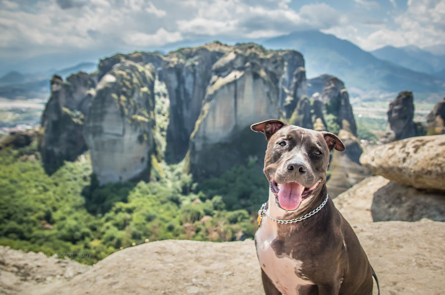 Ismerd meg Alfiet, a világjáró magyar kutyát!
