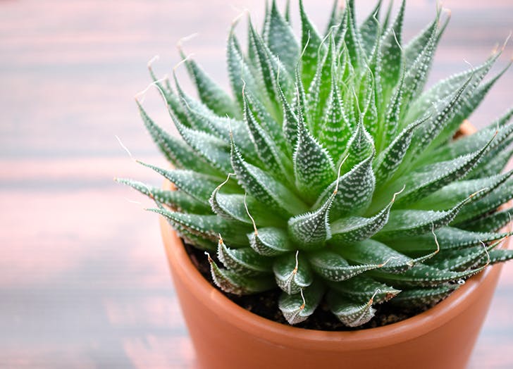 5 szobanövény, ami a hangulatodnak is jót tesz