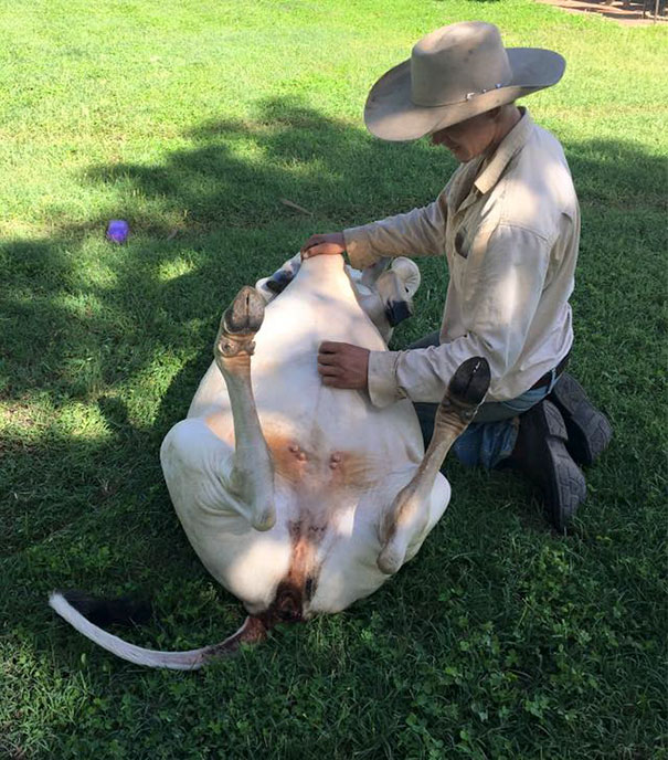 Íme a bizonyíték, hogy a tehenek csak nagyra nőtt kutyák