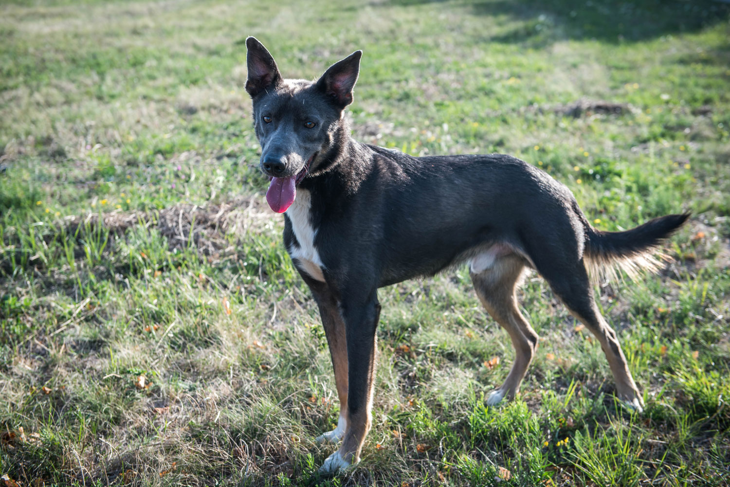 Higgs kedves jószág, de az idegenekkel szemben kicsit bizalmatlan volt