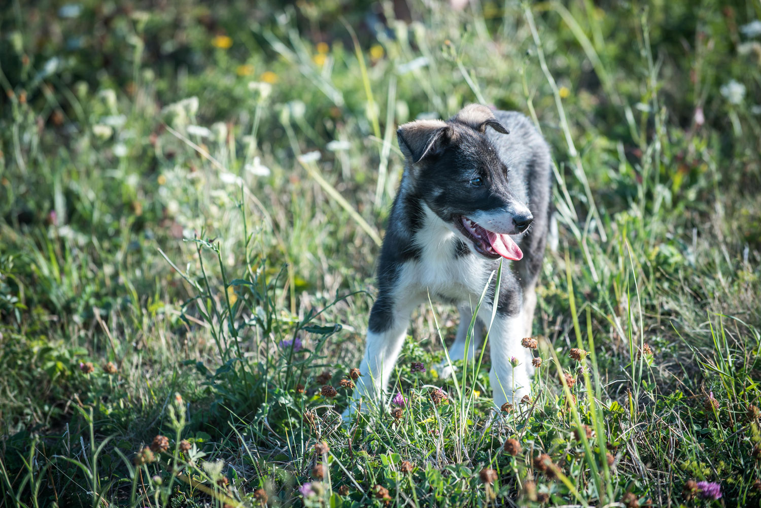 A szánhúzóknál a csapatmunka is számít, a dominanciaharcnak nincs helye