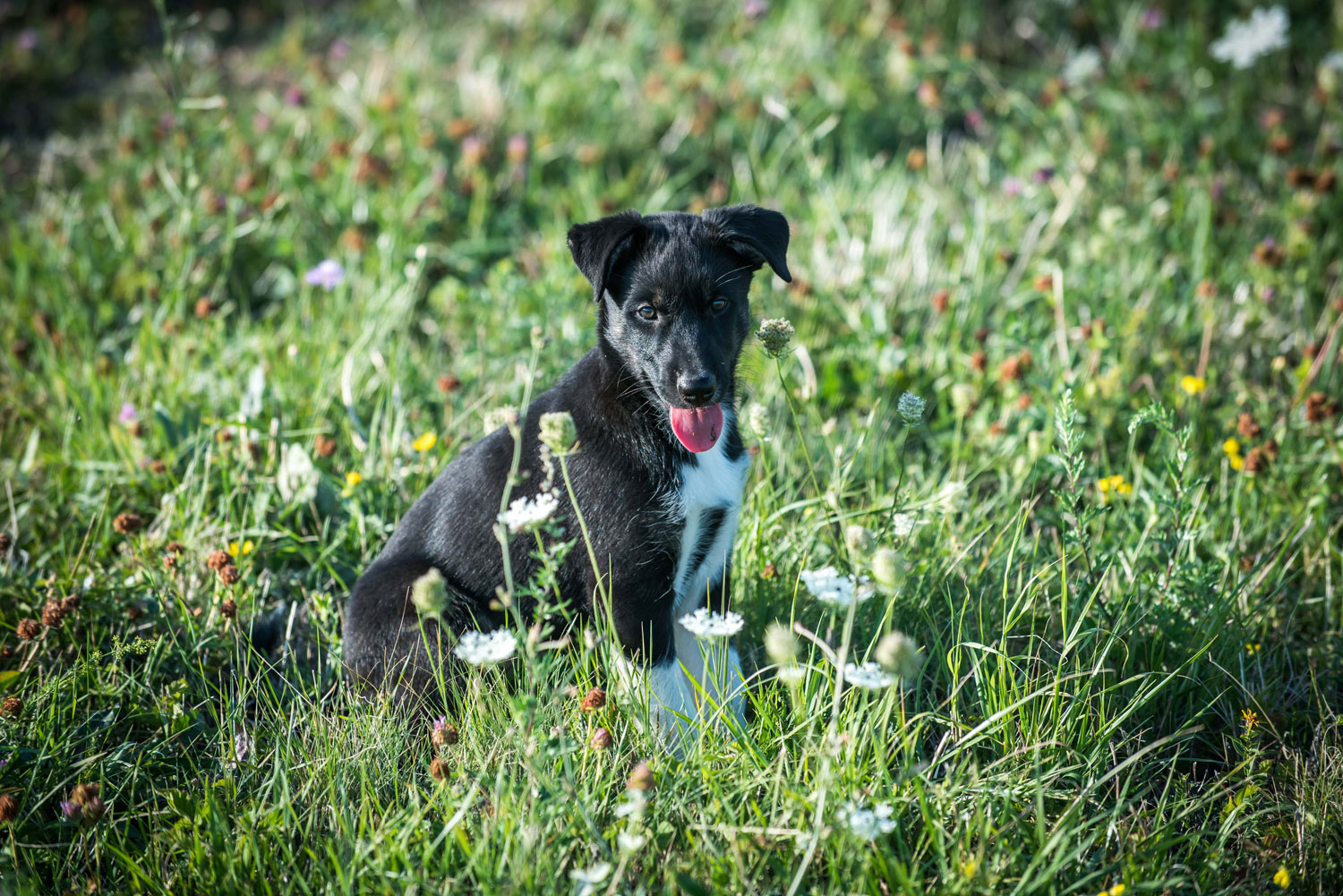 Már az alomban látszik, hogy melyik kutyusból lesz vezéregyéniség