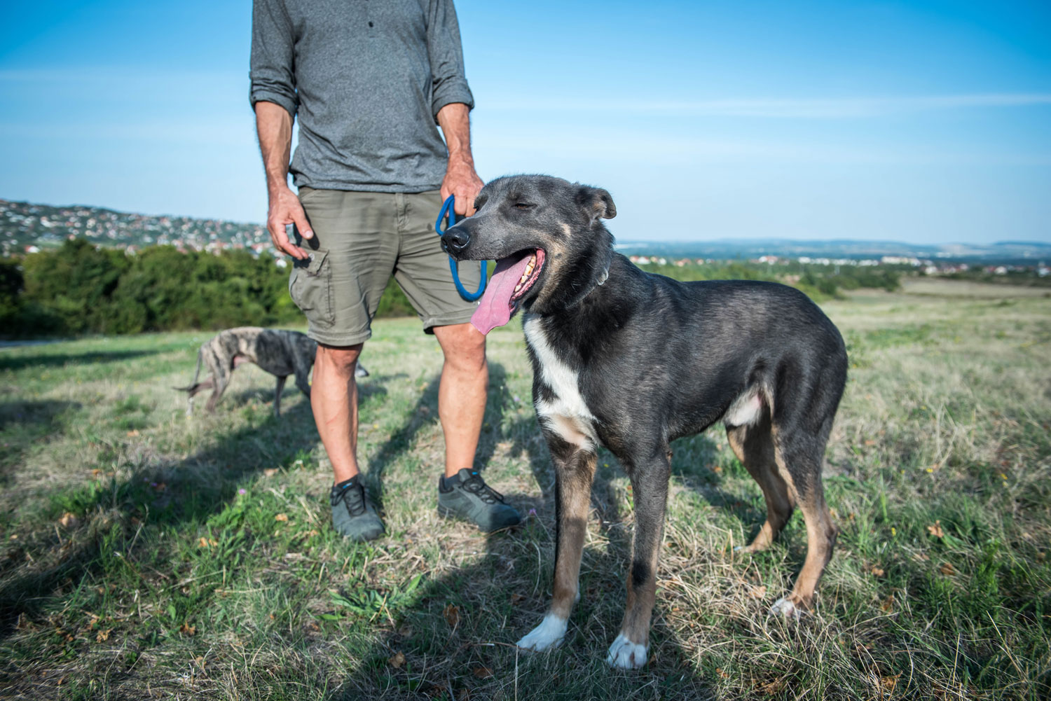 A gazdi közelében Higgs is feloldódott 