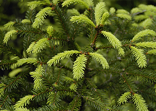 Lucfenyő (Picea abies)