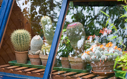 Tüskés barátaink, a kaktuszok - 25+1 tipp, hogyan tartsd őket életben