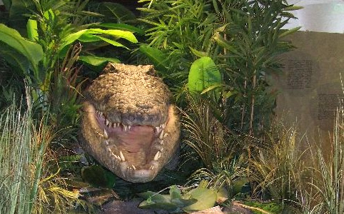Vajon túlélhető a krokodil harapása? A kiállításon kiderül!