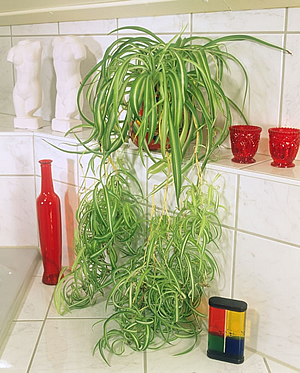 5 párakedvelő növény a fürdőszobába