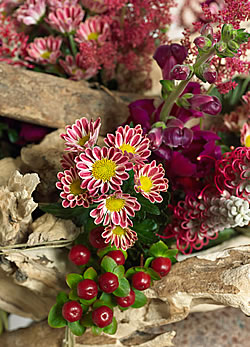 Őszi virágtrend - Szivárványszínek