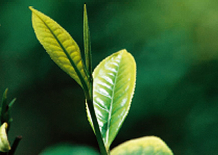 Az ősi teanövény
