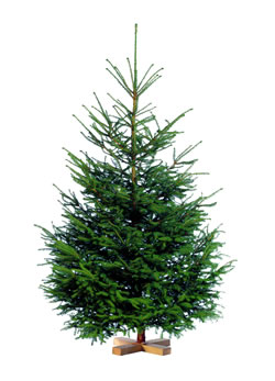 Karácsonyfát az IKEA-tól