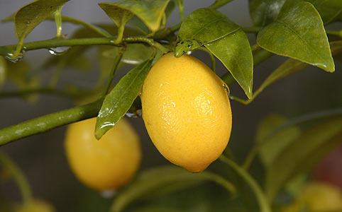 Citruslexikon avagy egzotikus gyümölcsök tárháza