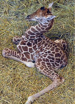 Újabb bébi az állatkertben: zsiráfborjú született