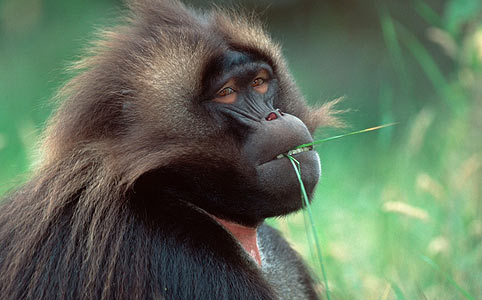 Majmok szüretelnek Dél-Afrikában