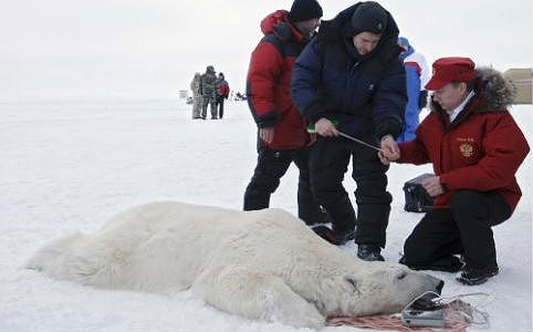 Vlagyimir Putyin a jegesmedvékkel is elbánik 