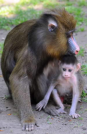 Újabb majomkölyök az Állatkertben