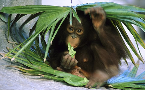 A Nestlé elfogadta a Greenpeace követelését - Esélyt kapnak az orángutánok?