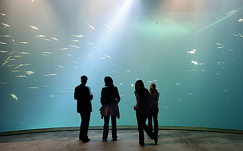 A stralsundi óceanárium lett az év múzeuma Európában