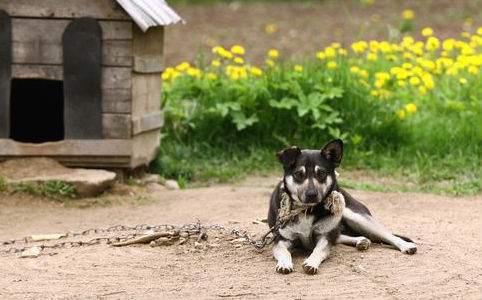 A kutyát tartósan tilos tíz négyzetméternél kisebb területen vagy négy méternél rövidebb láncra kötve tartani