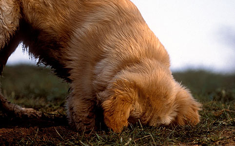 Kutyakóp: a nagy eb horoszkóp