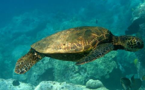 Olajjal szennyezett teknősök a Mexikói-öbölben