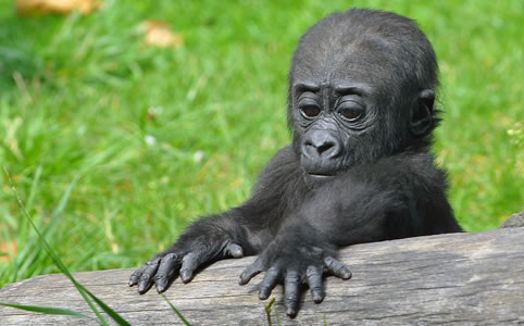 A januárban született gorillakölyök, Bongo felfedezi a világot (Fotó: www.zoobudapest.com) 