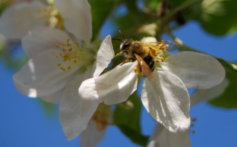 A szeles, hűvös idő nem kedvezett a méhészeknek