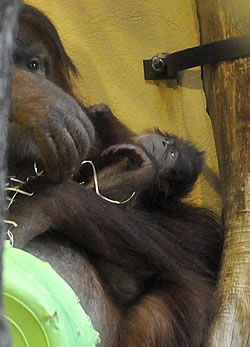Vilmosnak nevezték el a december 9-én született orangután kölyköt.