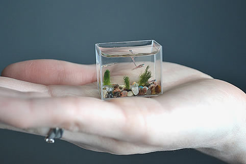 Íme a világ legkisebb akváriuma