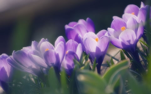 Tavaszi virágnéző túra Beregben