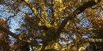 500 éves hárs lett az év fája Európában 
