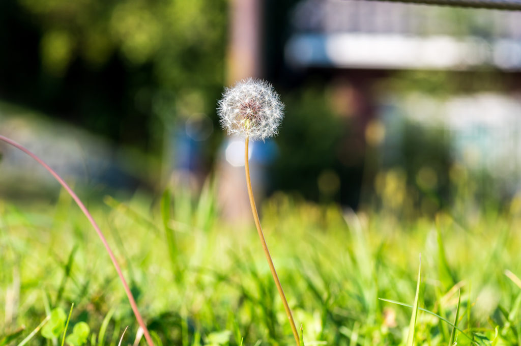 Pitypanggal a szemölcs ellen