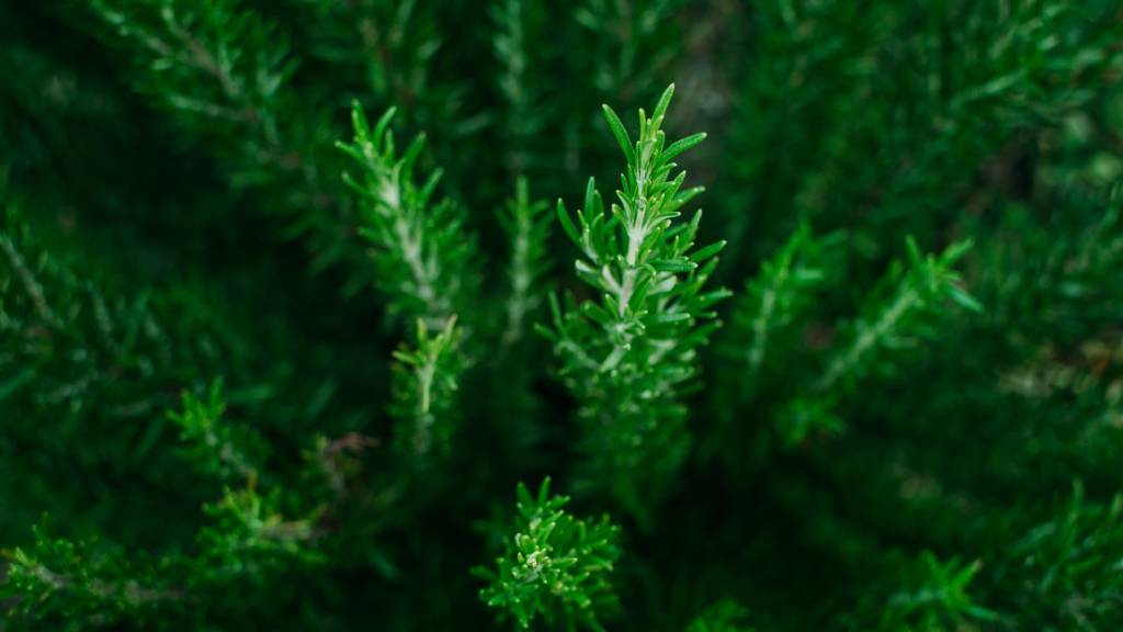 Rozmaring természtés a kertben