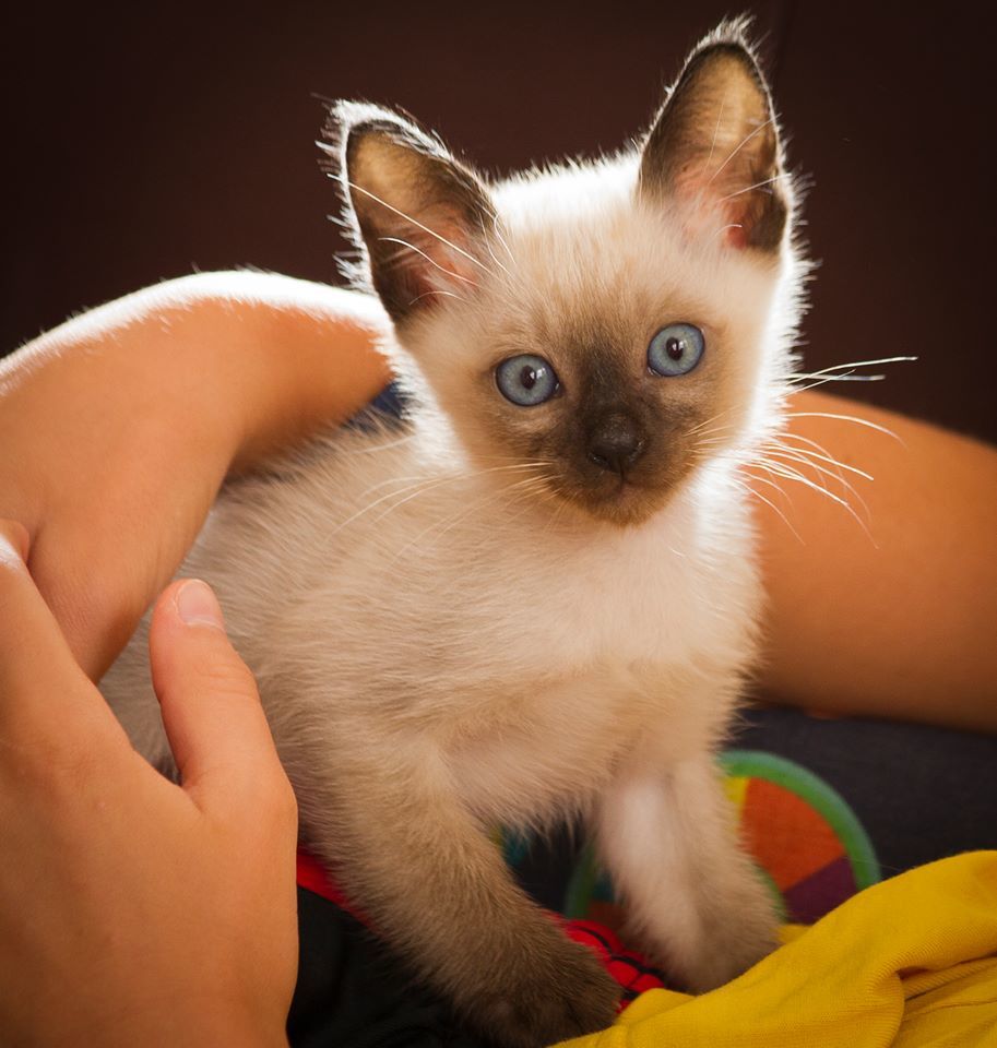 macska, cica, marcipán