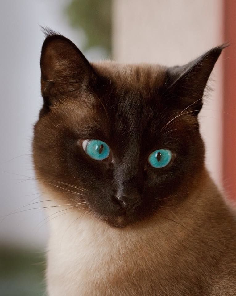 macska, cica, Marcipán