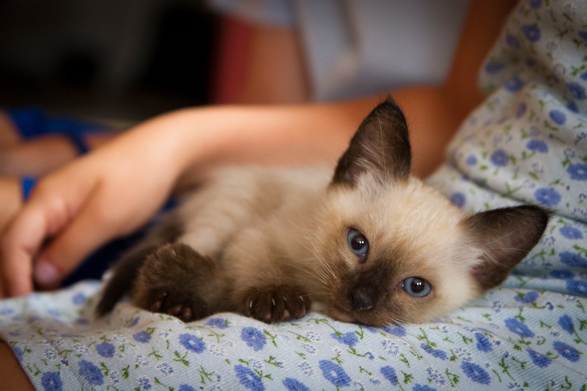 macska, cica, thai macska, Marcipán