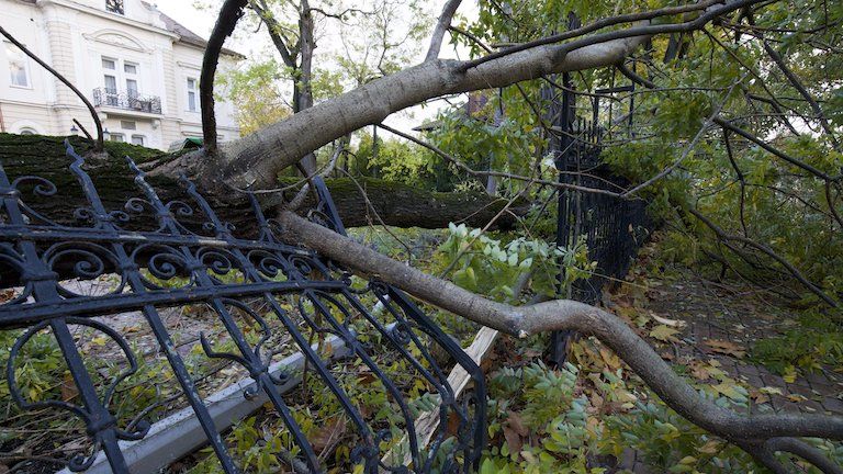 Kidőlt fa Siófokon (MTI Fotó: Varga György)