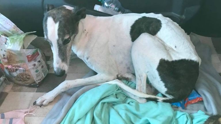 agár (fotó: Agár Fajtamentés FB)