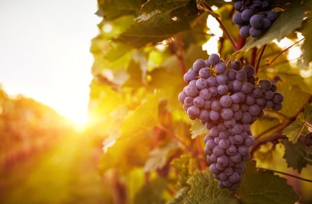 bika horoszkóp randi