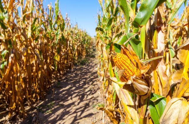 skorpió horoszkóp randi