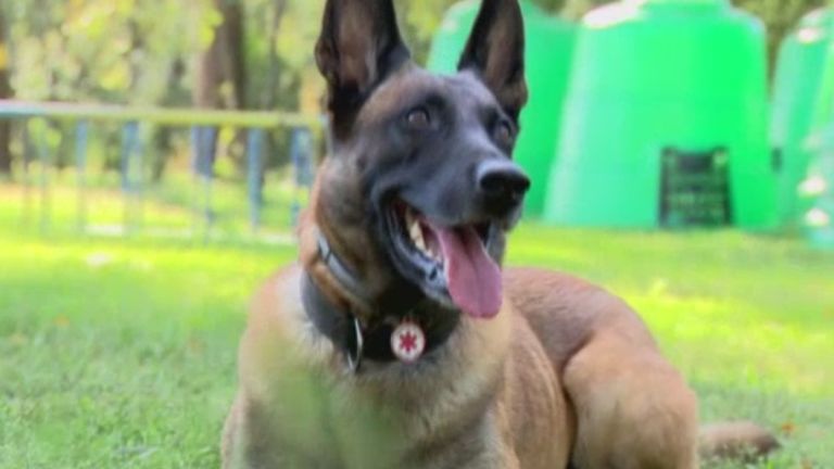 zen, mentőkutya (forrás: RTL Klub)