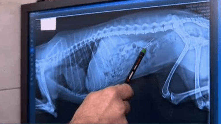 állatkínzás, tű (forrás: RTL Klub)