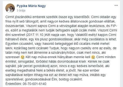 Cirmi, Pesten hallottam Facebook