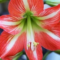 virág személyiség teszt