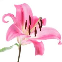 virágok személyiség teszt