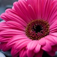 személyiség teszt virágok