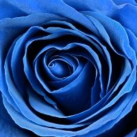 virág személyiség teszt