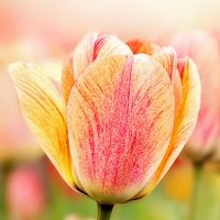 virág teszt személyiség