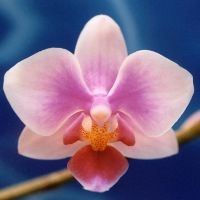 virág teszt személyiség