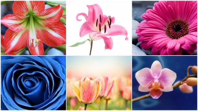 virágok személyiség teszt